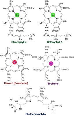 Transcriptional Regulation of Tetrapyrrole Biosynthesis in Arabidopsis thaliana